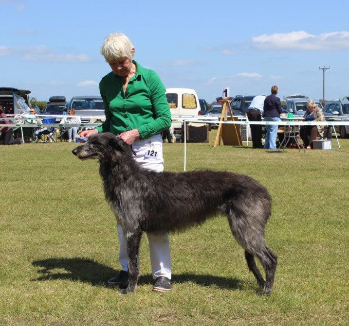 RBOB Hound Club of East Anglia 2015